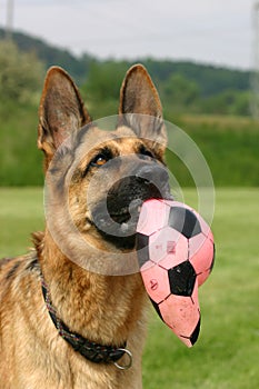 German shepherd