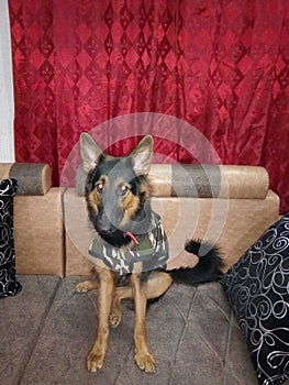 German Shepherd 14 months old female puppy sitting quietly over sofa