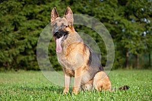 German shepherd