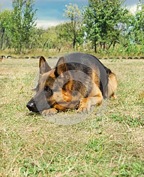 German shepherd