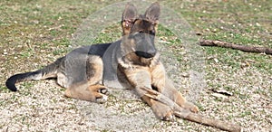 German shepherd