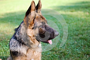 German shepherd