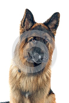 German shepherd photo