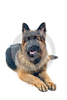 German shepherd