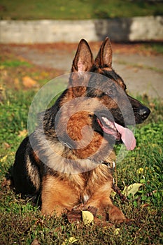German shepherd