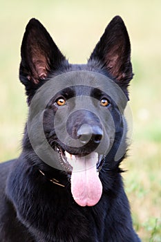 german shepherd