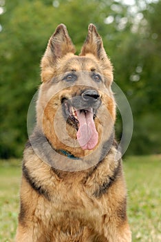 German Shepherd