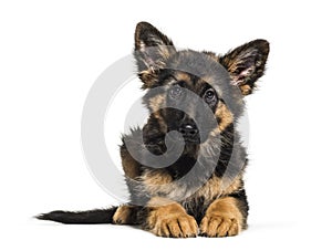 German Shepherd, 3 months old, in front of white background