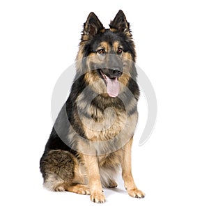 German shepherd (3 years)