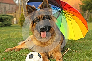 German Shepherd