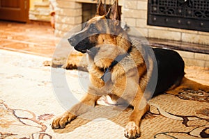 German Shepherd