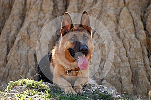 German Shepherd