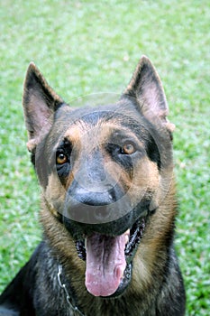 German Shepherd