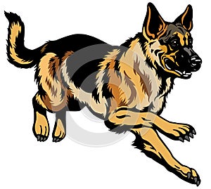 German shepherd