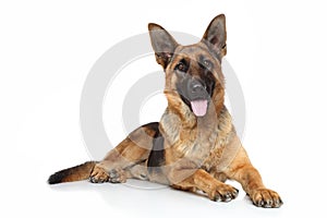 German shepherd