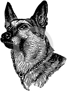 German Shepherd