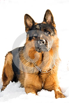 German shepherd