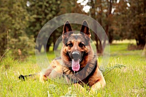 German Shepherd