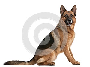 German Shepherd, 5 years old photo