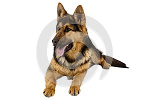 German Shepherd