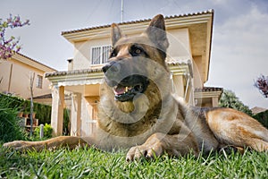 German Shepherd