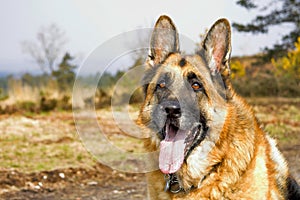 German shepherd