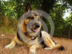 German shepherd