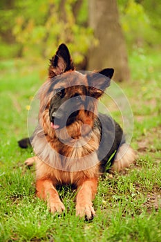 German Shepherd