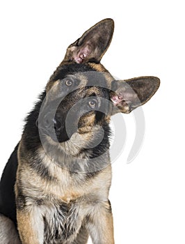 German Shepherd, 7 months old, in front of white background