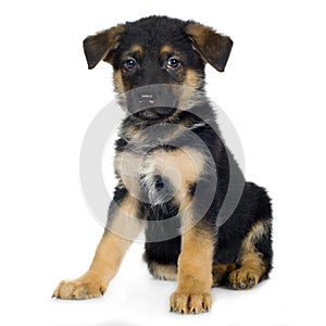 German shepherd (7 weeks)/ alsatian, police dog