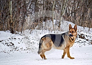 German Shepherd