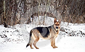 German Shepherd