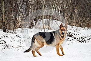 German Shepherd