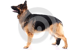 German shepherd