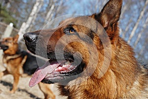 German shepherd