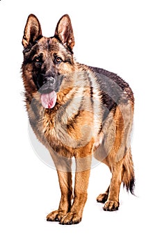 German Shepherd