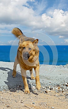 German Shepherd against the background of the sea and clouds