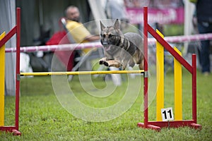 German Shepherd on agility competition, over the bar jump. Proud dog jumping over obstacle recreation