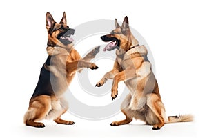 German Shepherd, Alsatian isolated on white background. Generative AI