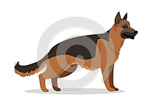 German Shepherd or Alsatian Wolf Dog Isolated.