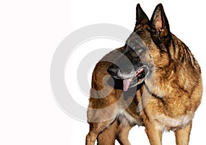 German Shepherd also said: Alsatian, Alsatian wolf dog, Berger Allemand, Deutscher Schaferhund, Schaferhund, Shepherd The German S