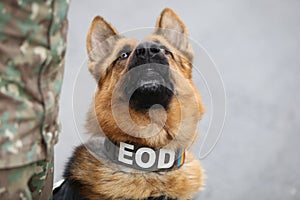 German shepherd army dog trained to detect explosives photo
