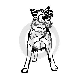 German Shepherd in attack, Aggressive Shepherd Dog - vector isolated illustration on white background