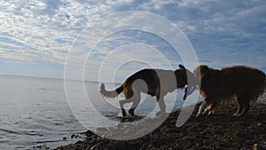 German Shepherd and Australian play together in tug-of-war toys. There are no people. Two dogs on sea have fun in summer