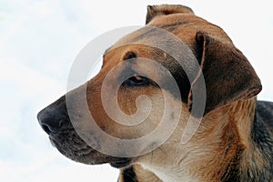 German Shepherd/Bandog Mixed