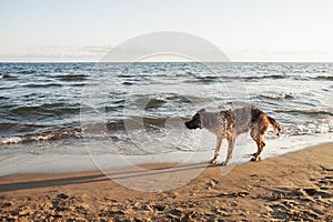 German Shepherd on the beach