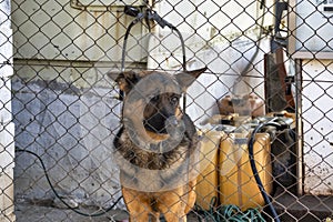 german shepherd behind fence