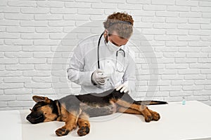 German Shepherd being injected by vet.