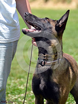 German Shepherd 25