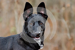 German Shepherd Belgian Malinois mixed breed